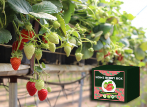 Home Berry Box conjunto de cultivo de fresa, cómo usarlo, como funciona